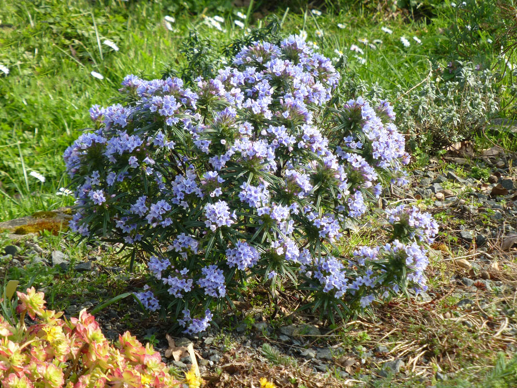 Lithodora zahnii photo
